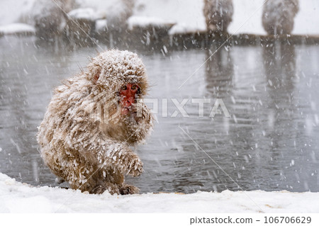 Snow Monkey (Jigokudani Monkey Park) 106706629