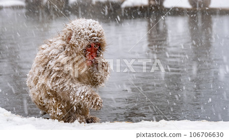 Snow Monkey (Jigokudani Monkey Park) Snow Monkey (Jigokudani Monkey Park) 106706630