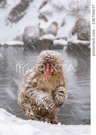Snow Monkey (Jigokudani Monkey Park) 106706637