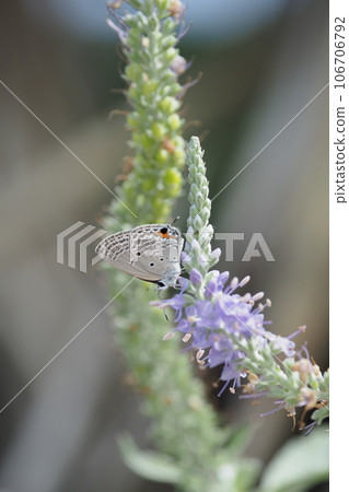 Purple flowers and cycad cycad 106706792