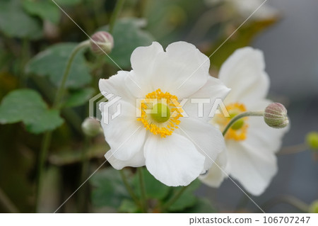 Shumayigiku Shumayigiku 106707247