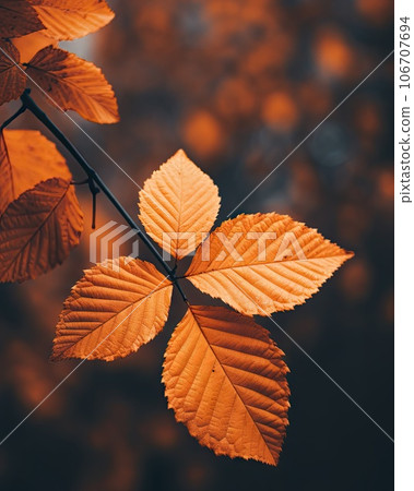 autumn leaves on a branch with the sun shining through them in the background is an orange and black color palette 106707694