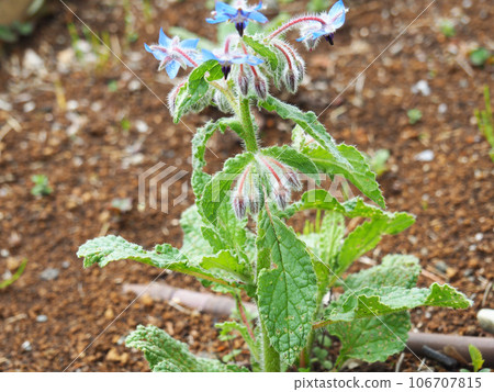 琉璃苣花 106707815