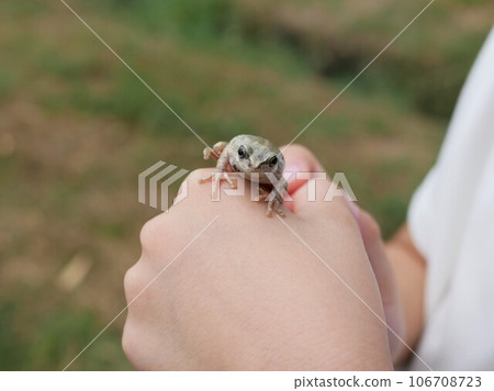 A boy happy after catching a frog A boy happy after catching a frog 106708723