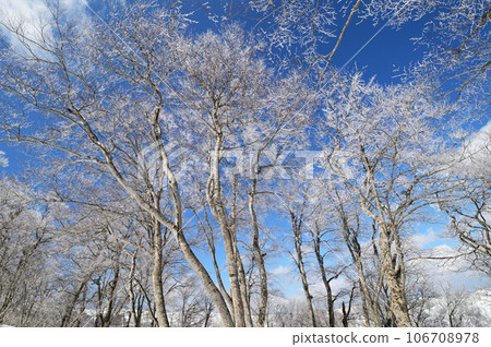 抬頭看冬季森林藍天下霜凍的樹木 106708978