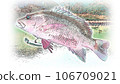 Mangrove jack (Sesame snapper) in illustration style 106709021