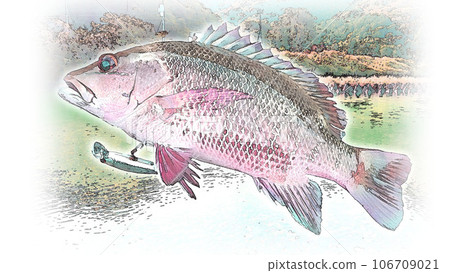 Mangrove jack (Sesame snapper) in illustration style Mangrove jack (Sesame snapper) in illustration style 106709021