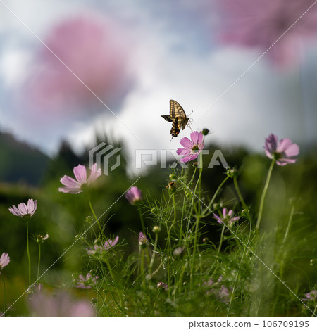 Cosmos field 106709195