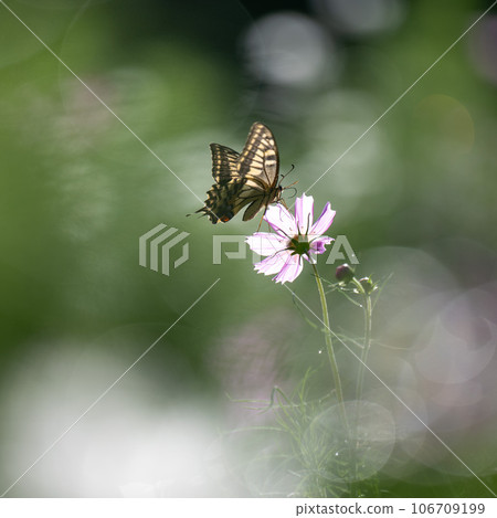 Cosmos field Cosmos field 106709199