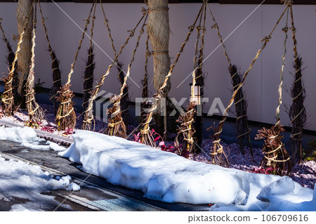 冬季花園樹木被圍起來以保護它們免受雪害的景觀 冬季花園樹木被圍起來以保護它們免受雪害的景觀 106709616