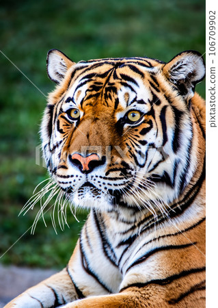 Tjger Tjger 106709902