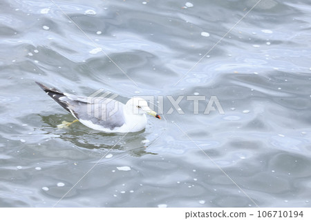 Black-tailed black-tailed gull on the sea surface of Hachinohe Black-tailed black-tailed gull on the sea surface of Hachinohe 106710194