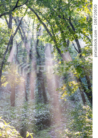 A forest where the sun shines A forest where the sun shines 106710650