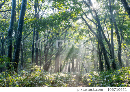 A forest where the sun shines 106710651