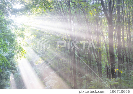 A forest where the sun shines 106710666