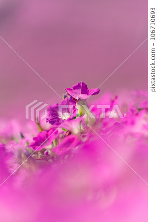 矮牽牛在母親的牧場上 矮牽牛在母親的牧場上 106710693