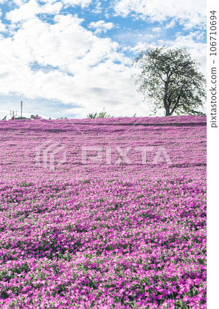 母親農場的粉紅氣息和藍天 母親農場的粉紅氣息和藍天 106710694