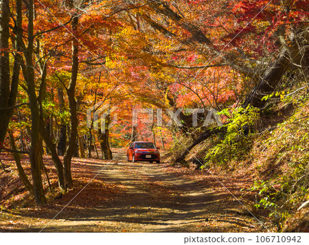汽車在紅葉環繞的山路上行駛（山梨縣鳴澤市紅葉台） 106710942