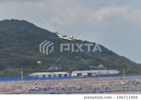 Crane Crane 106711008