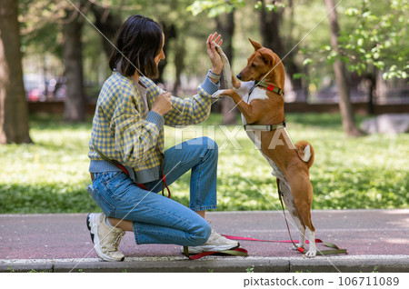 African dog sabbenji high fives the owner on a walk in the park. African dog sabbenji high fives the owner on a walk in the park. 106711089