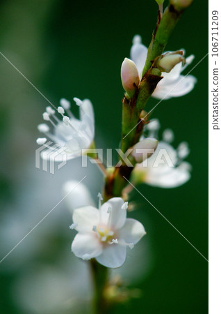 Shirobana Sakura Tade on the Yasuragi Embankment of the Shinano River Shirobana Sakura Tade on the Yasuragi Embankment of the Shinano River 106711209