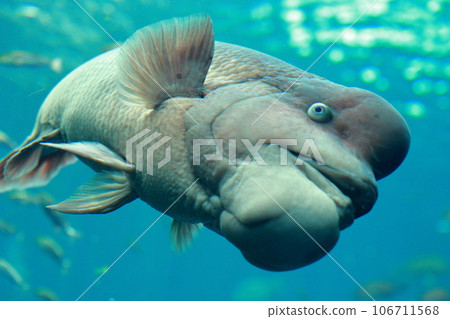 A sea bream approaches A sea bream approaches 106711568