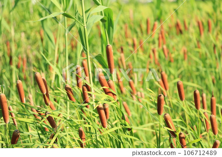 A landscape with cattails breeding next to a rice field in the suburbs 106712489