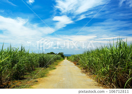 沖繩風光:甘蔗田裡的一條直路 沖繩風光:甘蔗田裡的一條直路 106712811