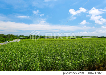 沖繩風景甘蔗田和藍天 106712823