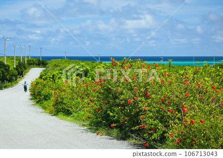 沖繩的夏天，路邊開滿芙蓉花 106713043