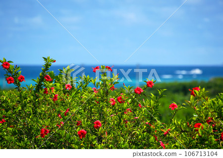 沖繩的蔚藍大海、藍天和鮮紅的芙蓉 106713104