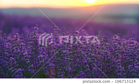 Lavender field at sunset. Blooming purple fragrant lavender flowers against the backdrop of a sunset sky 106713124