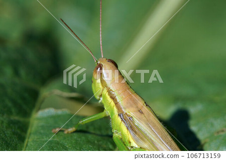 Close-up of locusts in the field, early September Close-up of locusts in the field, early September 106713159