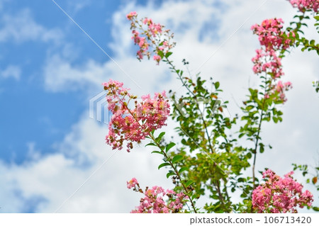 縐紗花 縐紗花 106713420