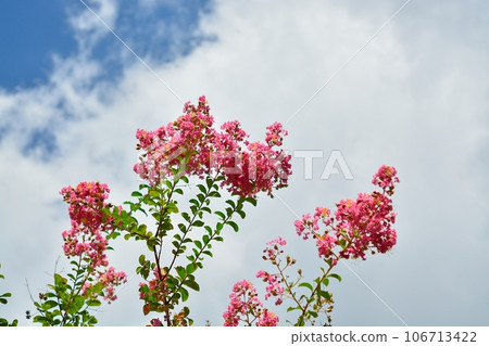 縐紗花 106713422