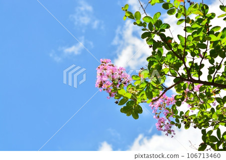 縐紗花 106713460