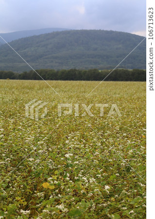 在北海道寧靜的北部地區美深鎮的通托農場享受夏季汽車露營的樂趣，並在蕎麥田裡捕捉一些美食。 106713623