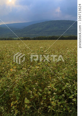 Enjoy summer car camping at Farm in Tonto in Bifuka Town, in the peaceful northern part of Hokkaido, and catch some in the soba fields. 106713624