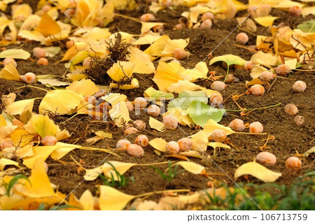 Ginkgo nuts 106713759