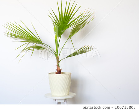 Washingtonia filifera at home Washingtonia filifera at home 106713805