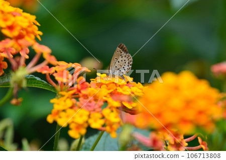 馬纓丹花和蝴蝶 106713808