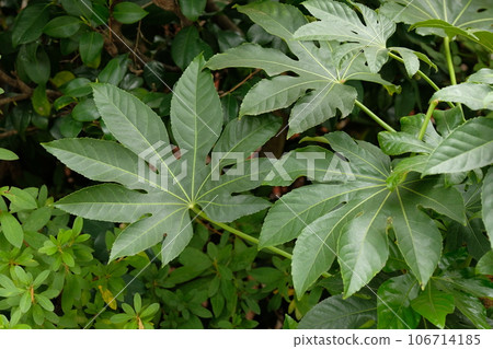 Yetde leaves 106714185