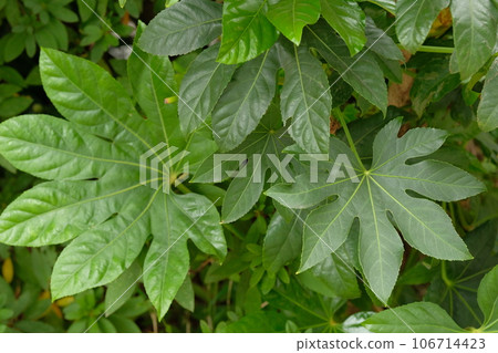 然而離開了 106714423