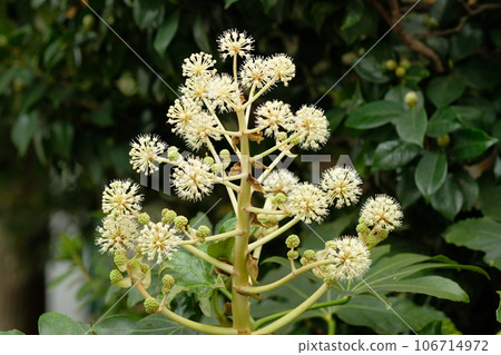 紙花 106714972
