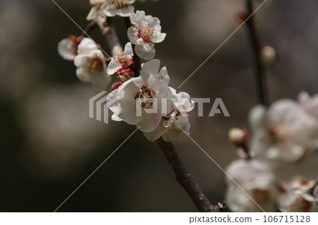 梅花源氏印花布 ⑤ 梅花源氏印花布 ⑤ 106715128