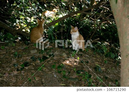 Stray cats in the castle - Scenery of Karatsu Castle Stray cats in the castle - Scenery of Karatsu Castle 106715290