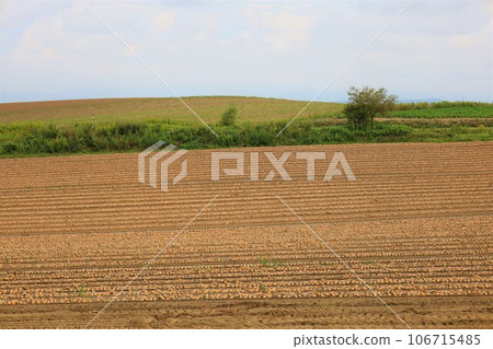 Hokkaido, the patchwork hill town of Biei, rape blossom fields and the hills of Biei in early September, when the onion harvest is in progress. Hokkaido, the patchwork hill town of Biei, rape blossom fields and the hills of Biei in early September, when the onion harvest is in progress. 106715485