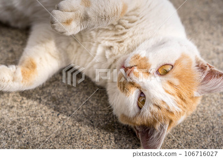 Close-up cat 106716027