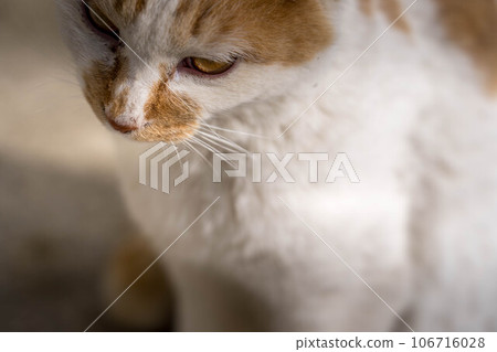Close-up cat Close-up cat 106716028