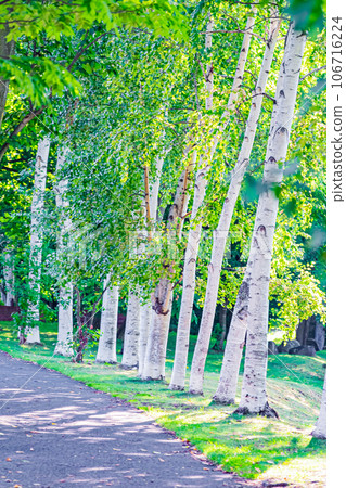 Sapporo Nishino Green Road scenery Sapporo Nishino Green Road scenery 106716224